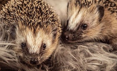 Zwei junge Igel